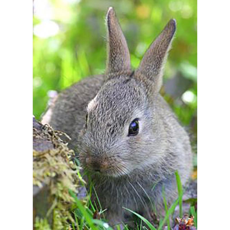 Кролик DIY 5D алмазная живопись полная круглая дрель животное живописная Алмазная вышивка набор крестиков настенное искусство домашний декор подарок