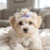 20pcs Mini Shape Dog Hair Flower 3cm Width Mini Hair Barrette Heart BB Clip  Beauty Matching