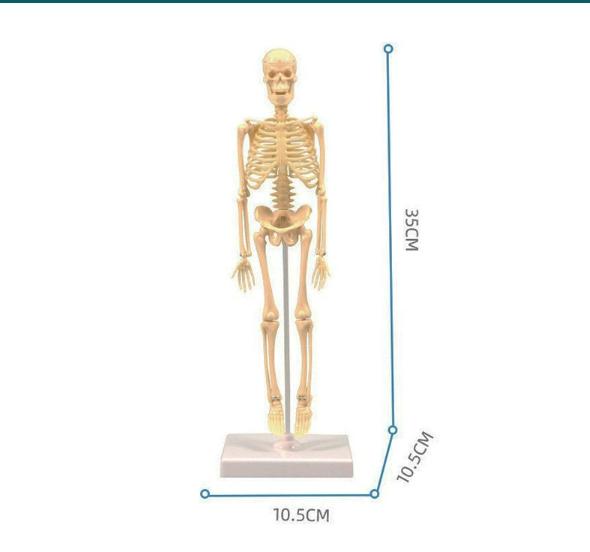 3D Модель Торса Человеческого Тела Для Ребенка, Анатомия, Скелет, Съемный, Симуляция, Орган И Скелет, Разборные Модели Тела Костей Новые
