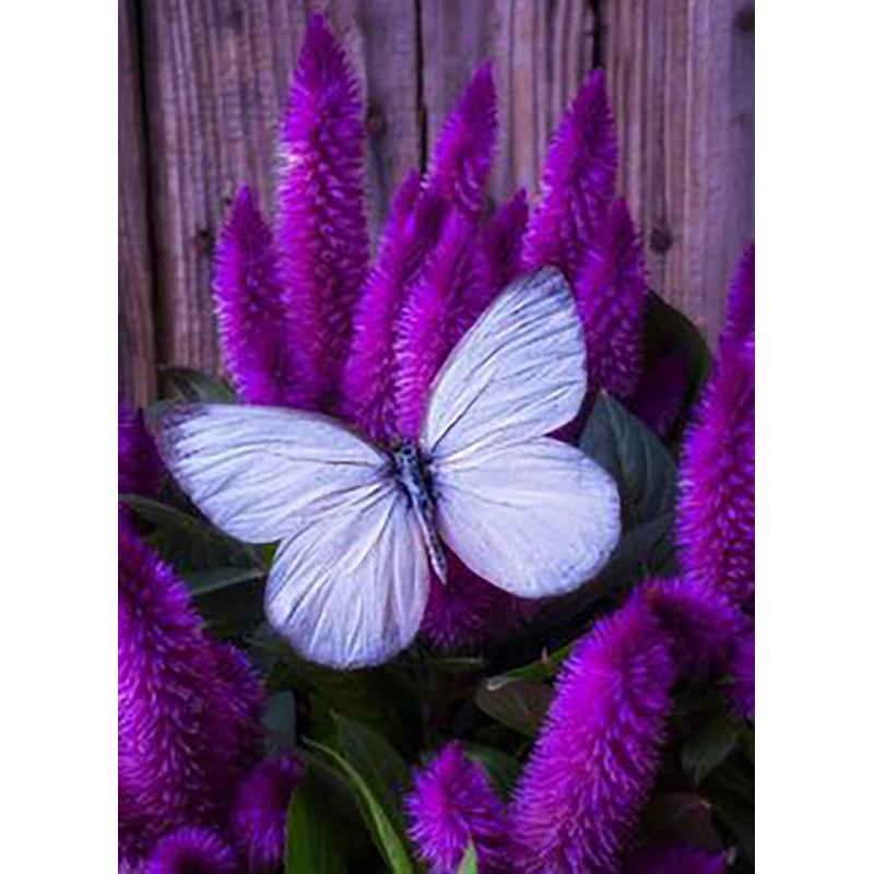 DIY 5D алмазная живопись Бабочка полная круглая дрель цветочная Алмазная вышивка крестиком мозаика стены книги по искусству домашний декор подарок