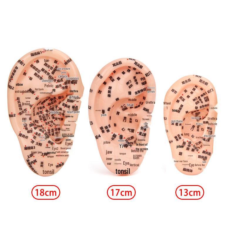 Модель рефлекторной зоны ушной акупунктурной точки 13 см - 18 см для акупунктуры и меридианной терапии