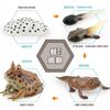 Authentic Pvc Horned Frog Growth Cycle Model Exceptional For Science Education