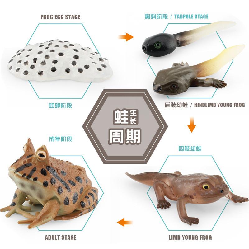 Authentic Pvc Horned Frog Growth Cycle Model Exceptional For Science Education