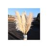 Импортированная пушистая нелиняющая трава Pampas Grass, 5 шт.