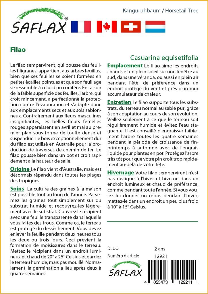 SAFLAX Хвощ полевой - 200 семян - Casuarina equisetifolia