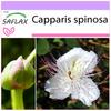 Каперсы - 25 семян - Capparis spinosa