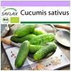 Органический - Огурец - Vorgebirgstraube - 15 семян - Cucumis sativus