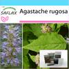 Gift Set - Korean Mint - 1200 Seeds - With Gift Box, Card, Label and Potting Substrate - Agastache Rugosa