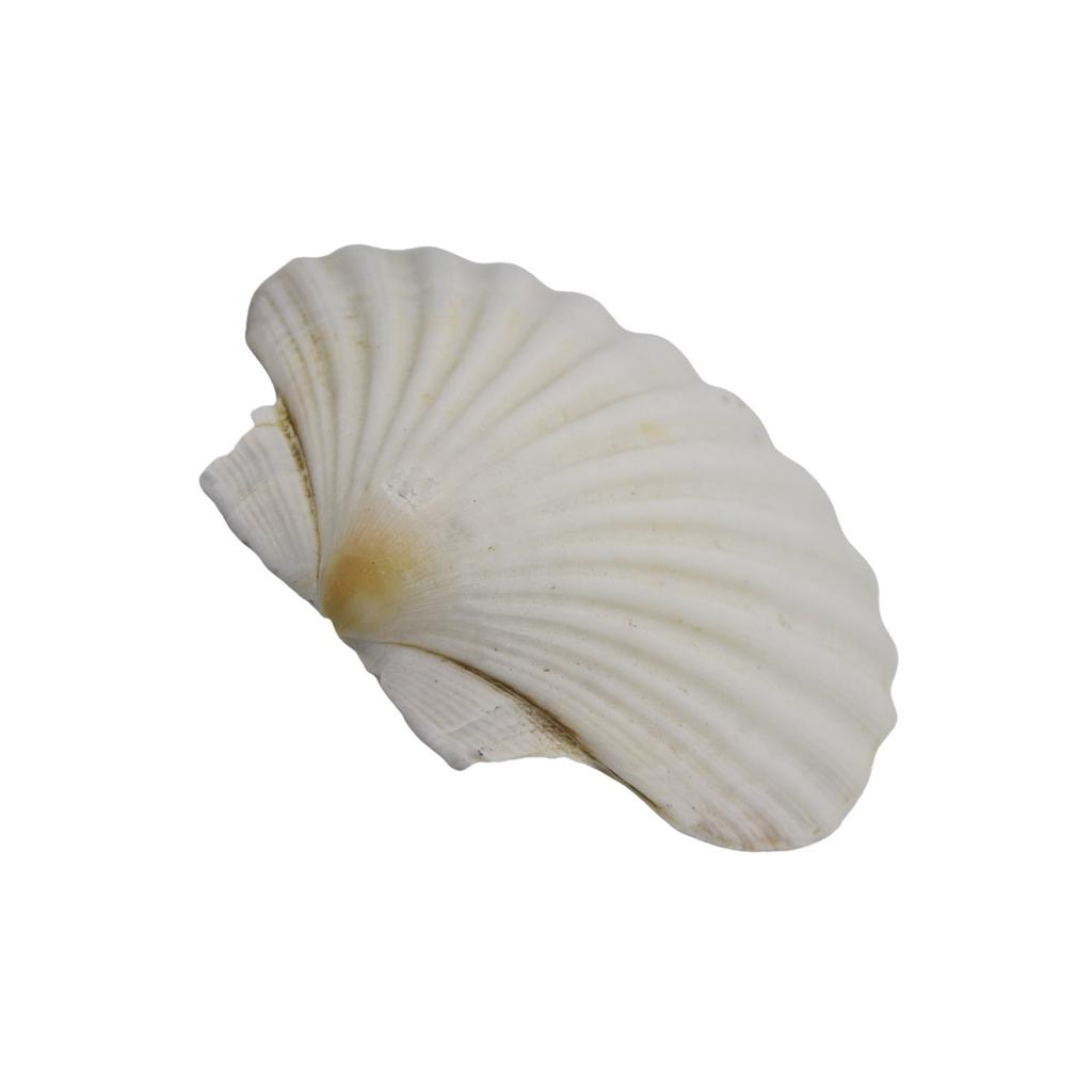 Large White Scallops Shells for Painting Crafts and Beach Wedding Decors Natural White Seashells 3-5 Inches