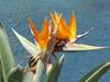 SAFLAX - Gift Set - Bird of Paradise - 5 seeds - With gift box, card, label and potting substrate - Strelitzia reginae