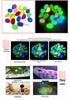 Glowing Marine Animal and Seashell Gemstone Toy for Aquariums by Luminous Stone