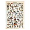 Vegetable Fruit Mushroom Animal Retro Poster Botanical Picture Science Prints On Canvas Home Bar Cafe Decor Art Wall Painting