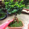 Ficus Microcarpa Bonsai: Evergreen Small-Leaf Zen Indoor Plant