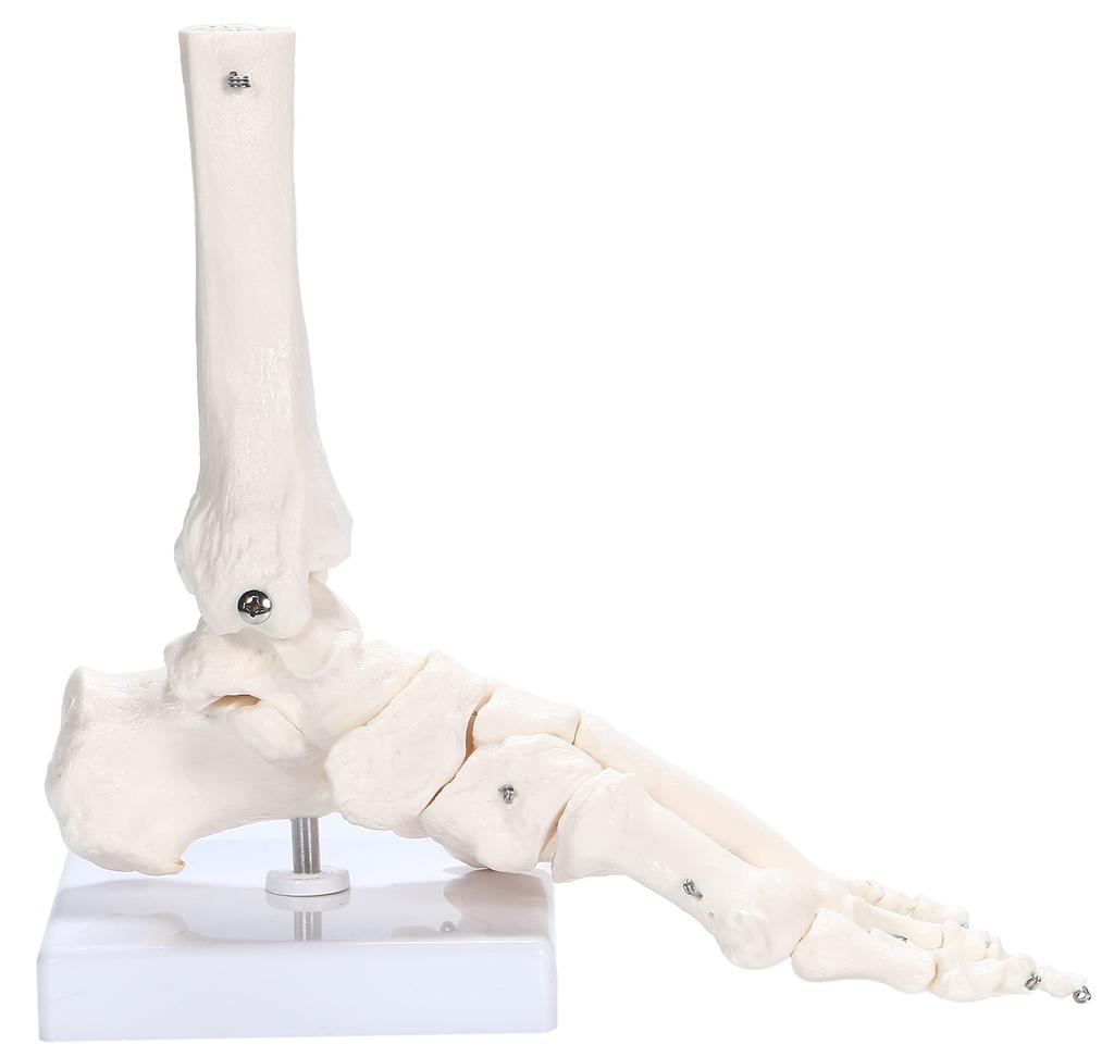 PicoLab Модель скелета стопы, Модель костей стопы, Модель костей стопы, Пальцы стопы, Левая стопа