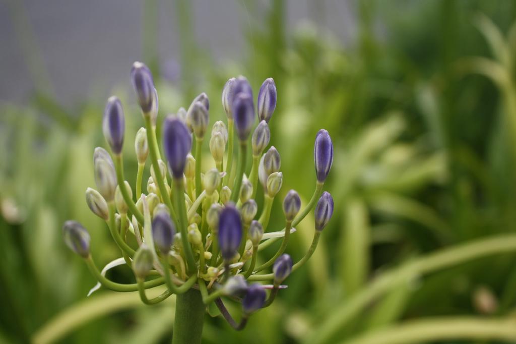 SAFLAX Лилия африканская - 50 семян - Agapanthus orientalis