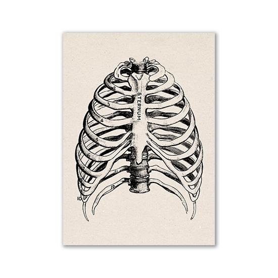 Vintage Human Anatomy Artwork Medical Wall Picture Muscle Skeleton Poster Canvas Art Print Education Hospital Pharmacy Paintings