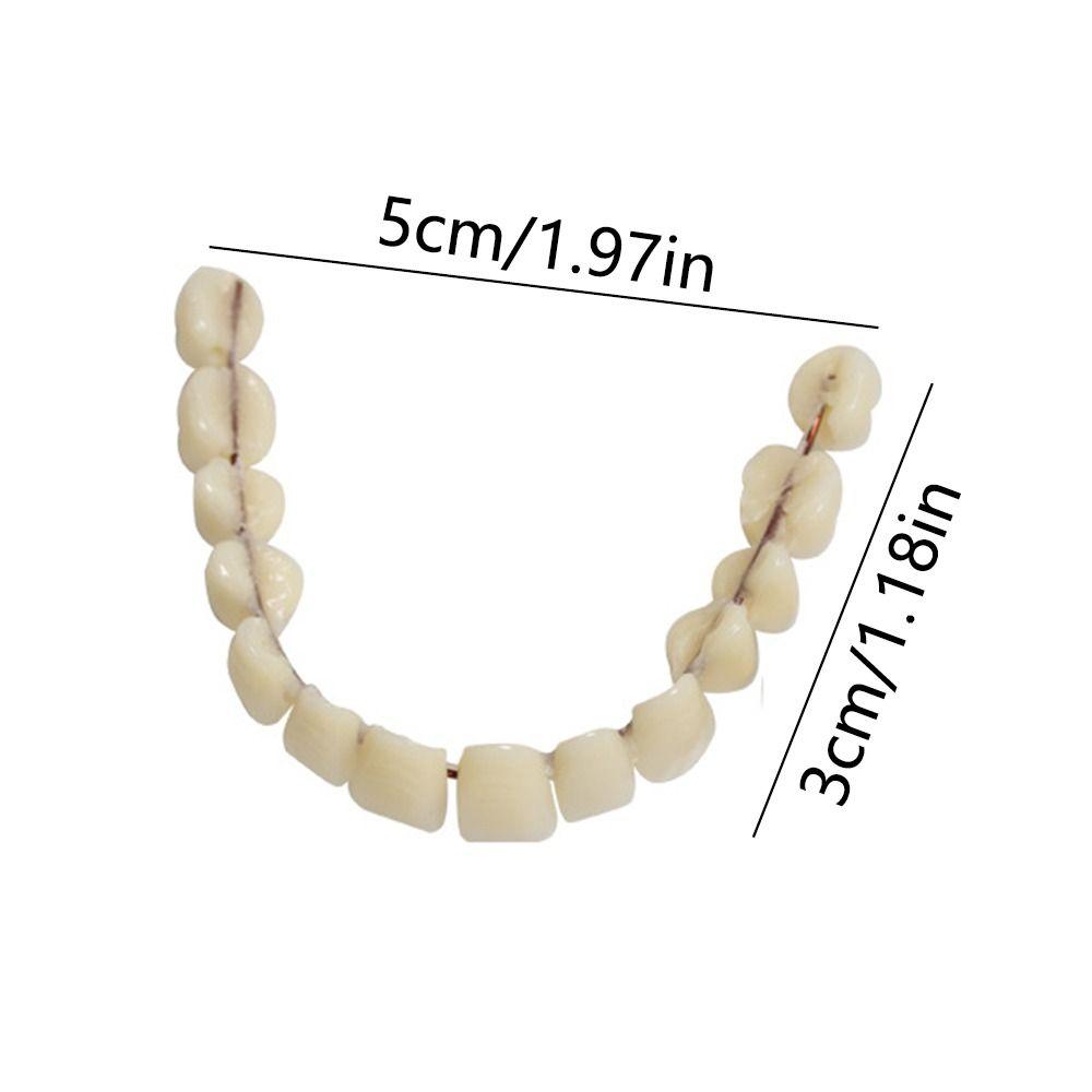 28 Pcs Resin Denture False Teeth Make Your Own Dental Training Models Dental Supply Accessory