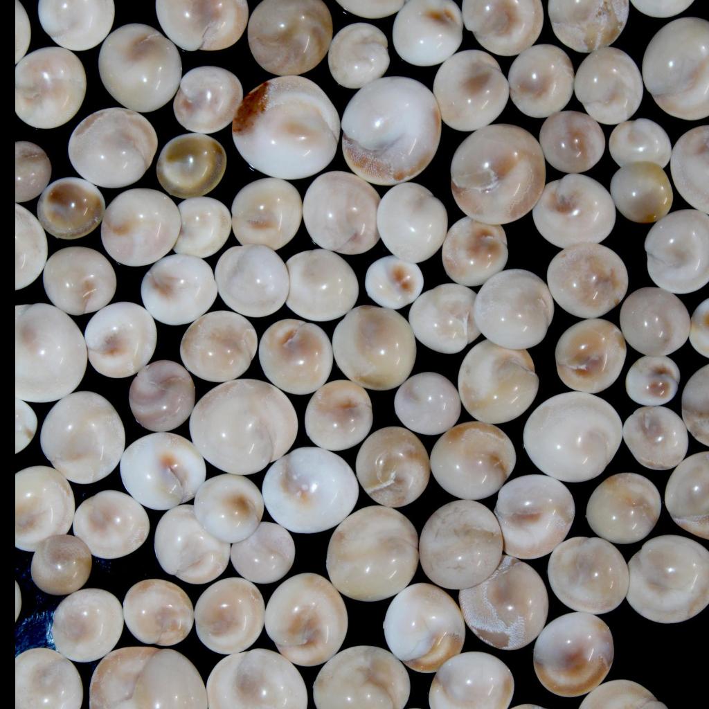 Кристаллический минерал | Ювелирные изделия с драгоценными камнями | Шива глаз | Драгоценный камень глаза Шивы | Кабошон глаза Шивы | украшения для глаз Шивы | Кольцо в виде глаза Шивы | Оптовые продажи