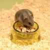 Transparent Pet Feeding Bowl Bite Resistant Rat Food Water Dish New Hamster Water Bowl  Pet Feeding