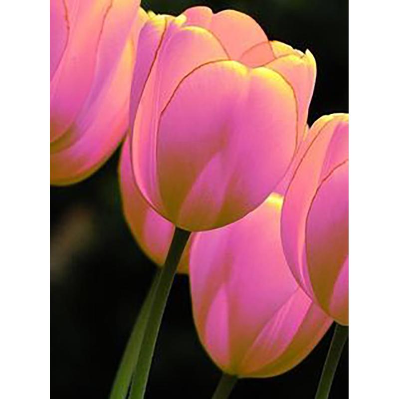 DIY 5D полный круглый дрель набор алмазов для рисования красивый цветок алмазная вышивка набор крестиков домашний декор подарок настенное искусство