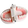 Typodont Demonstration Study Flesh Pink Gums Denture Model Teeth Model Standard Teeth Model