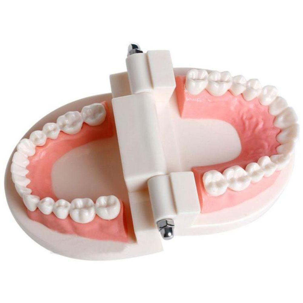 Typodont Demonstration Study Flesh Pink Gums Denture Model Teeth Model Standard Teeth Model