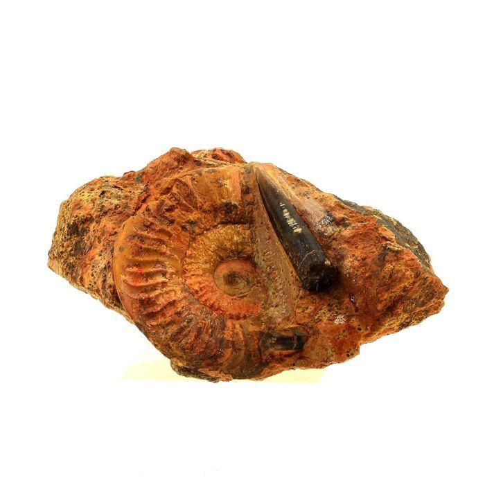 Pierres et Minéraux. Fossile Grammoceras Penestriatulum + Belemnite. 1567.0 ct. (6 cm) Belmont-d'Azergues, Rhône, France.