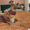 Comfortable Soft Cosy Elegant Whippet Italian Greyhound Martingale Collar Width5.5cm  Gold/silve/red/green