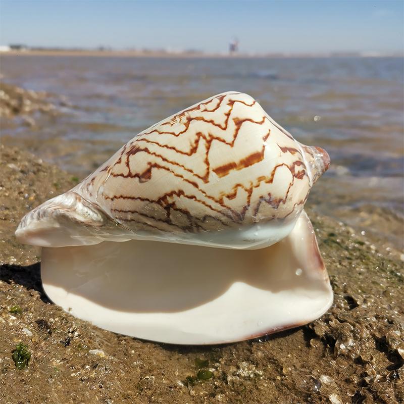 1 шт., Крупные раковины, украшения, фоновые стены, декор для дома, оформление аквариумов, подарки для прослушивания шума моря, коллекционирование образцов