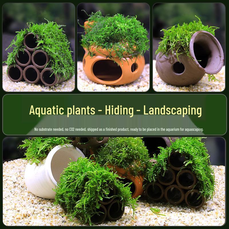 Aquatic Plant Moss Hideaway: Real Plant Jar for Fish & Shrimp