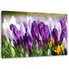 Печать на холсте Цветы крокуса Фиолетовый