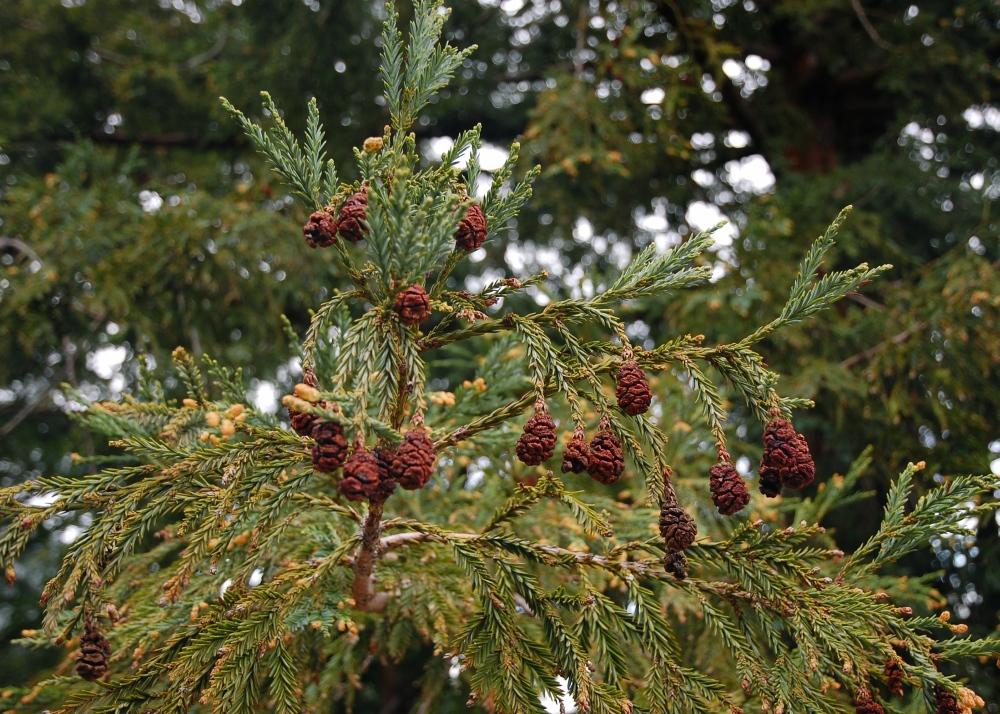 SAFLAX Прибрежное секвойя - 50 семян - Sequoia sempervirens