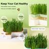 Hydroponic Cat Grass Planter Detachable Bottom Fine Filter Hole Double Layer Soilless Catnip Snack Growing Box for Garden
