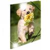 Herma Elasticated Glossy PP Folder A4 Animals (Dogs)