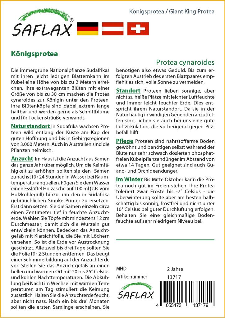 SAFLAX Giant King Protea - 5 семян - С горшечным субстратом для лучшего выращивания - Protea cynaroides