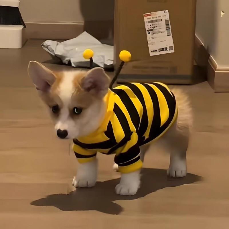 Cute Bee-Themed Pet Hoodie Small Dogs Cats - Winter Warm Fleece Outfit Teddy Corgi