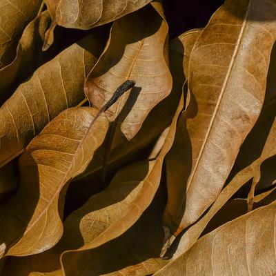 ОРГАНИЧЕСКИЙ чистый чай из листьев манго, травяной чай повышает иммунитет, способствует снижению веса