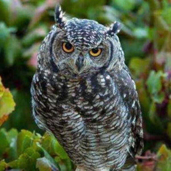 DIY Алмазная картина Цветок 5D Алмазная вышивка Крестом Лавандовая мозаика Фотографии Стена Art Craft Kit