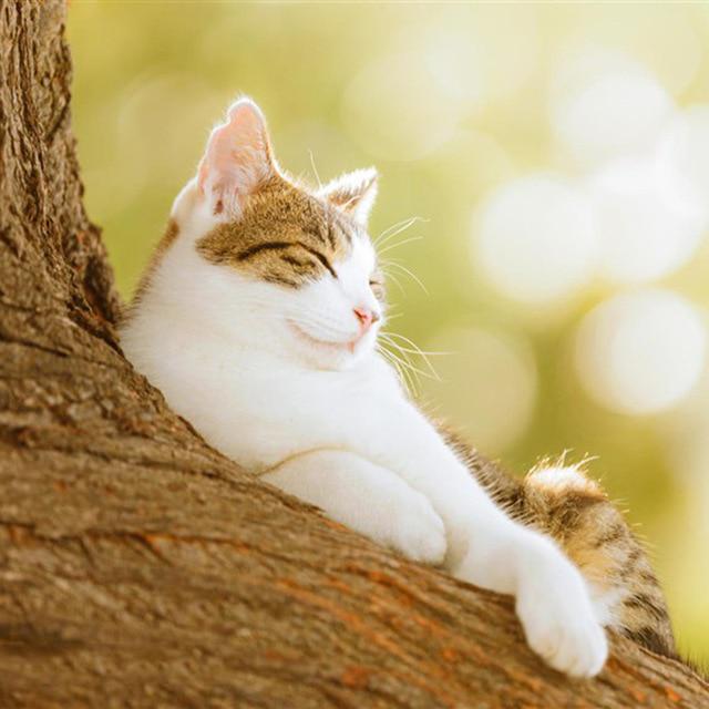 5D Алмазная картина Кошка Изгородь Листья Фрукты Животное Мозаика Круглая Полная Алмазная Вышивка Крестом