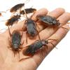 10Pcs Prank Funny Trick Joke Toys Lifelike Model Simulation Cockroach Kids Children Magic Props