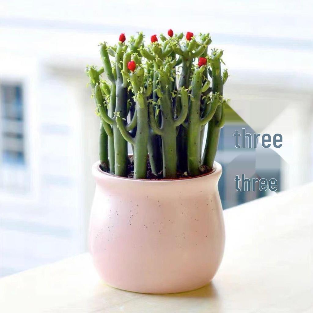 Layered Mountain Succulent: Green Cactus Money Tree for Indoor Spaces