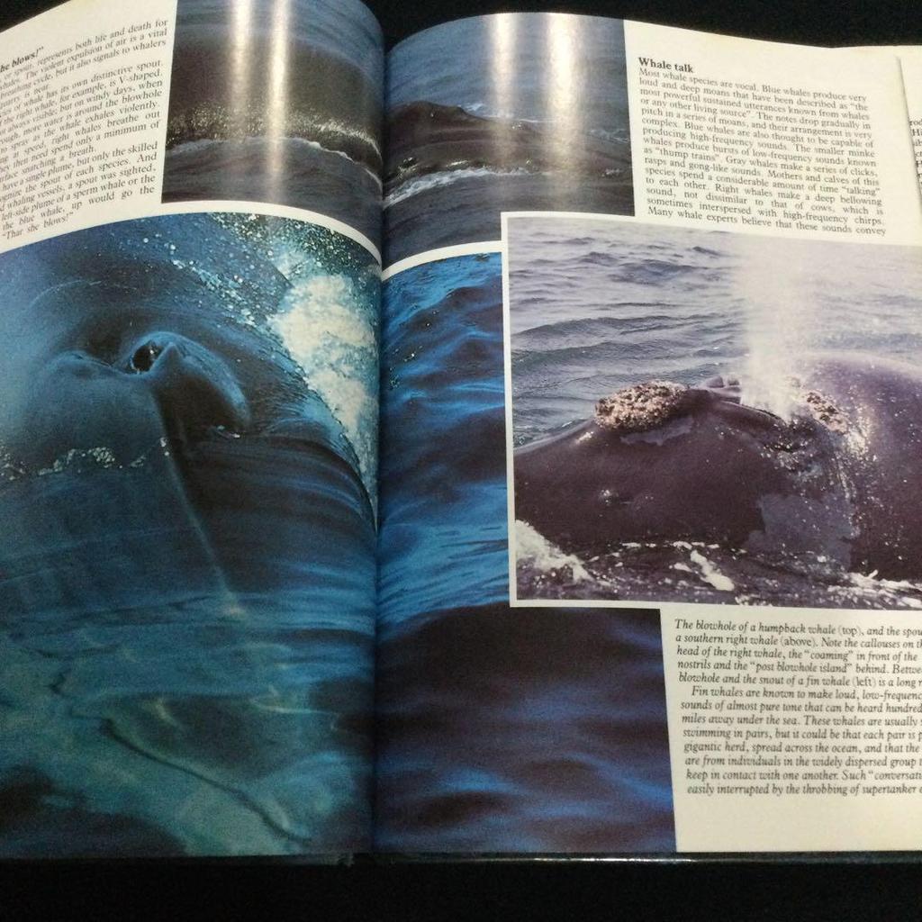 [USED] Whales Photo Books Foreign Books Whales English Mammals Animals Sea Nature