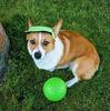 Jolly Pets Dog Jolly Soccer Ball Toy Игрушка для собак Игрушка для домашних животных дюймы (Веселые питомцы) (6 (15,2 см)) (Зеленое яблоко)