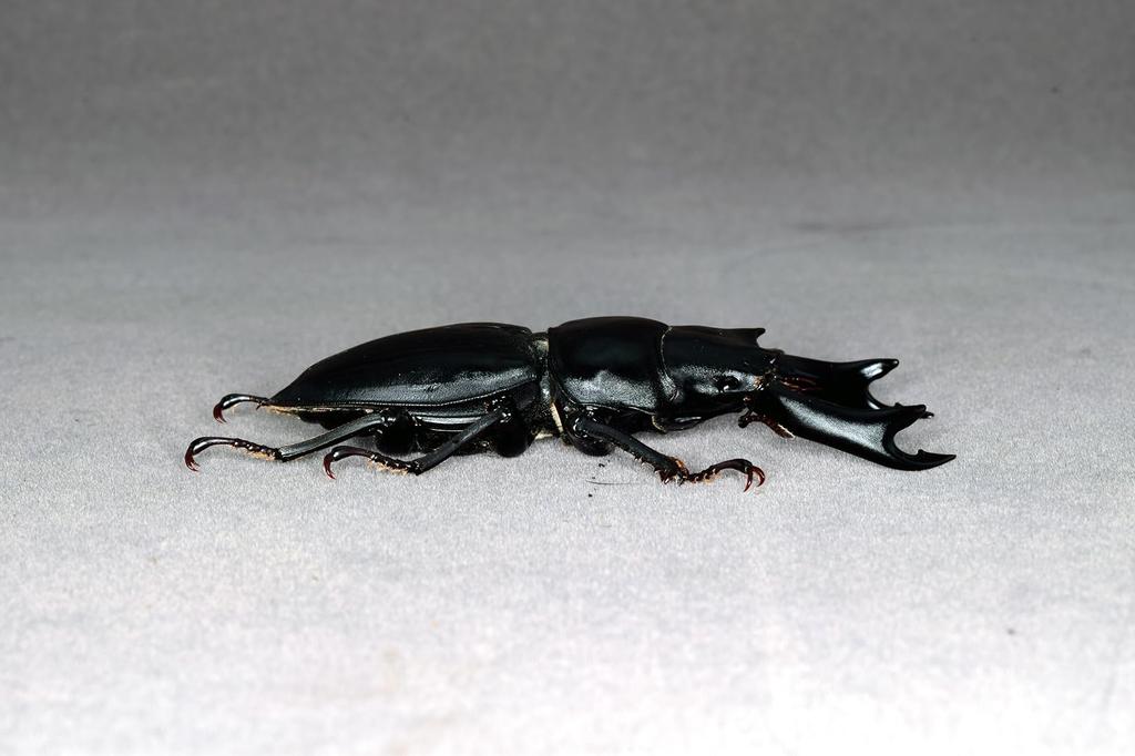 BACALYSO Фигурки жука-оленя Nirvana Hopei, самец и самка, крепление на холодильник, магнитное украшение, реалистичные взрослые особи, иллюстрированный справочник, дикий