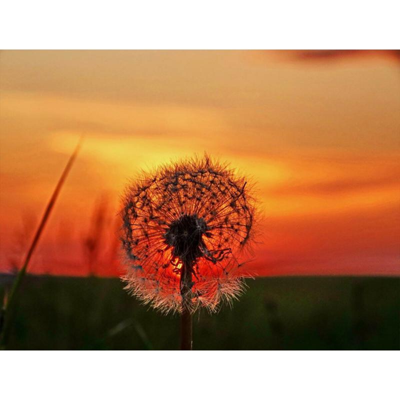 Diamond Painting Dandelion Full Square Mosaic Art Sunset Diamond Embroidery Landscape Picture of Rhinestone Home Decor