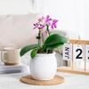 Automatic Water-Absorbing Self-Watering Plant Pots Transparent Lazy Plant Pots Desktop Flower Pot