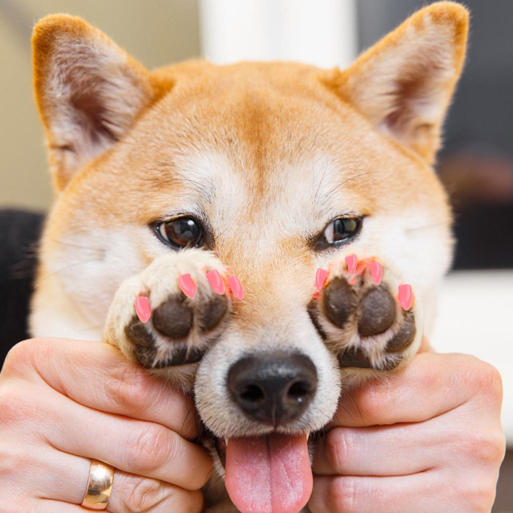 10mlPet Nail Covers Cat Nail Covers Dog Nail Covers Cat Covers Anti-Scratch Covers 20pcs Free Glue