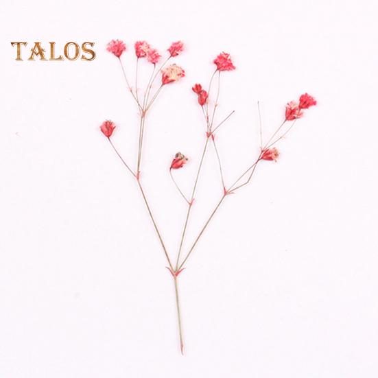 Сушёные цветы для рукоделия 12шт