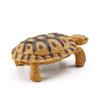Realistic Turtle Action Figures Simulation Tortoise Animals Figurines Sea Turtle Model  Collection