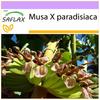 Банан обыкновенный - 10 семян - Musa X paradisiaca